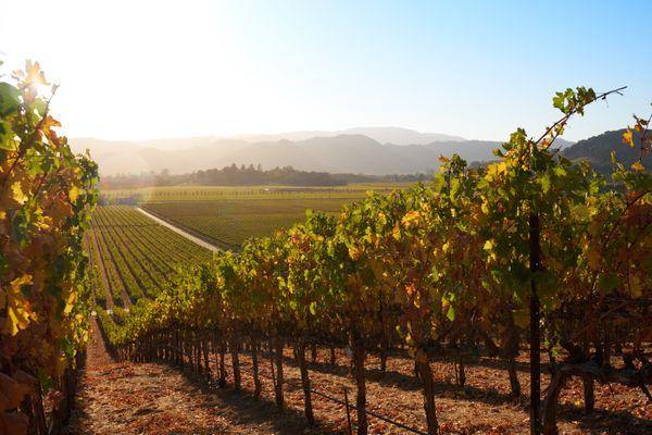 What's New in the Napa Valley, Fall 2017