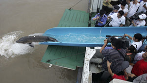 China Halts Bridge Construction After 6,000 Rare Fish Die