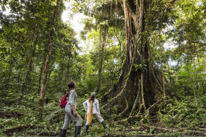 Jungle Experiences Amazon River Cruises impulsa el turismo sustentable en el Amazonas del Perú