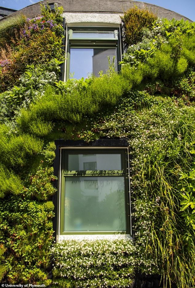 'Living walls' of plants can cut your home's energy bill by reducing heat loss by 30%, study claims