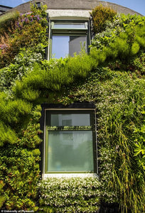 'Living walls' of plants can cut your home's energy bill by reducing heat loss by 30%, study claims