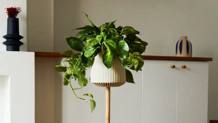 This Engineered ‘Superplant’ Cleans Indoor Air Like 30 Regular Plants