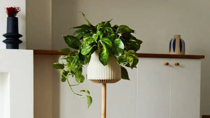 This Engineered ‘Superplant’ Cleans Indoor Air Like 30 Regular Plants