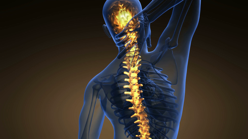 Engineers to mimic the human spine
