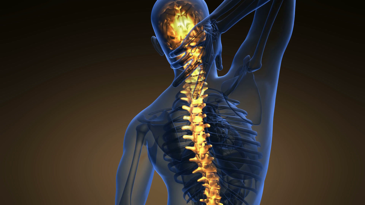 Engineers to mimic the human spine – Construction Supply Magazine