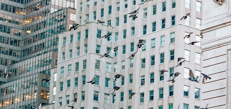 Another bird-friendly building mandate for the East Coast