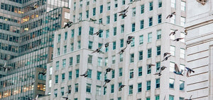 Another bird-friendly building mandate for the East Coast