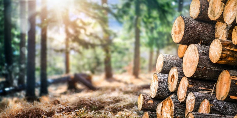 Transparent wood is coming, and it could make an energy-efficient alternative to glass