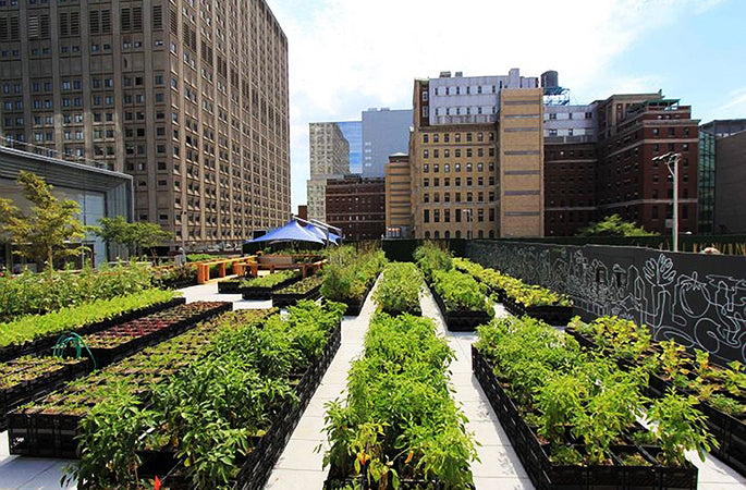 Huertos urbanos, una opción para consumir alimentos libres de herbicidas y agroquímicos