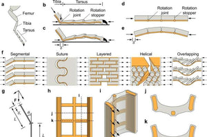 New discovery in animal exoskeletons leads to advances in designing construction materials