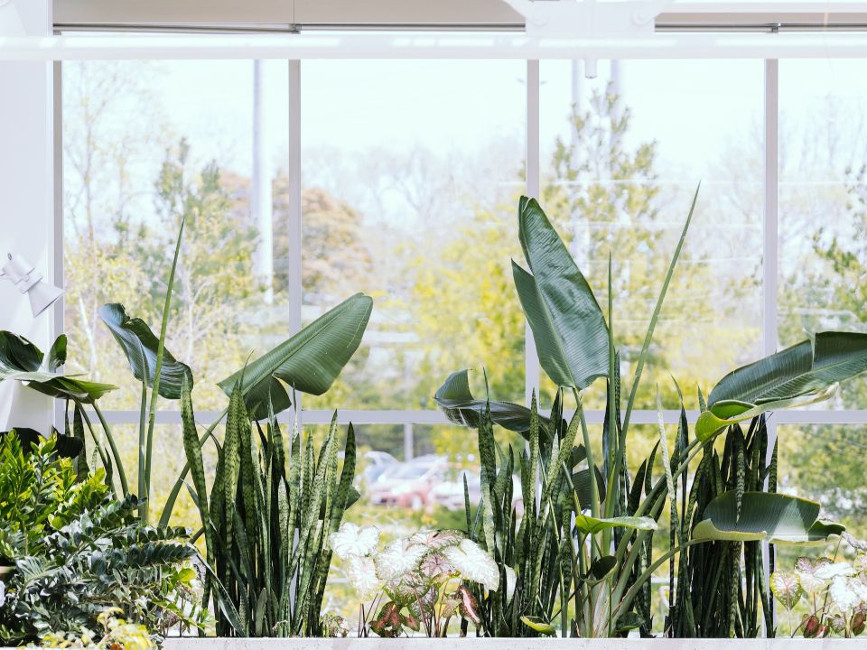 Plantemos jardines en aulas, casas y oficinas para respirar aire limpio