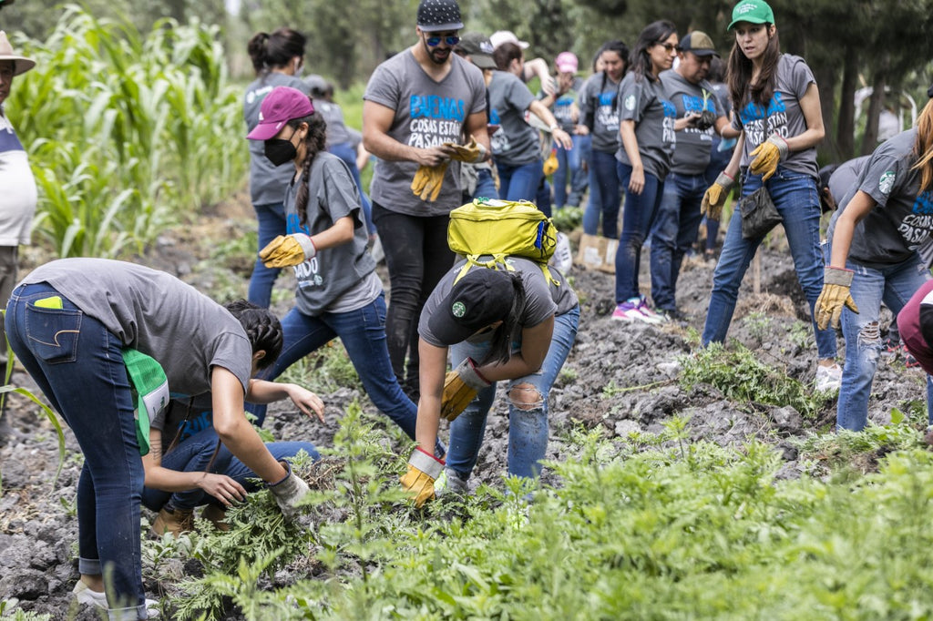 Starbucks México arranca su Mes Global de Voluntariado realizando actividades medioambientales en todo el país