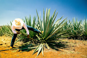 COSMICO TEQUILA   UN DESTILADO CON ALMA COMPROMETIDO CON SU COSMOS Y SU PLANETA